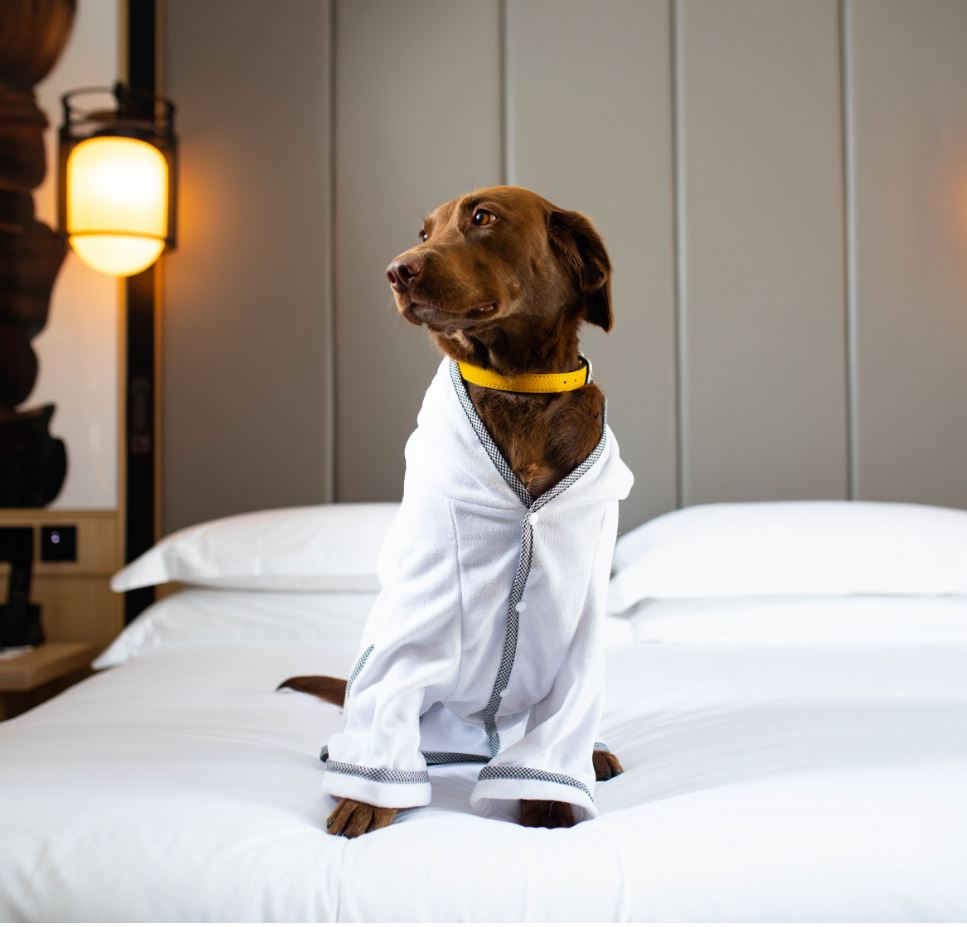 Calling all pampered pooches