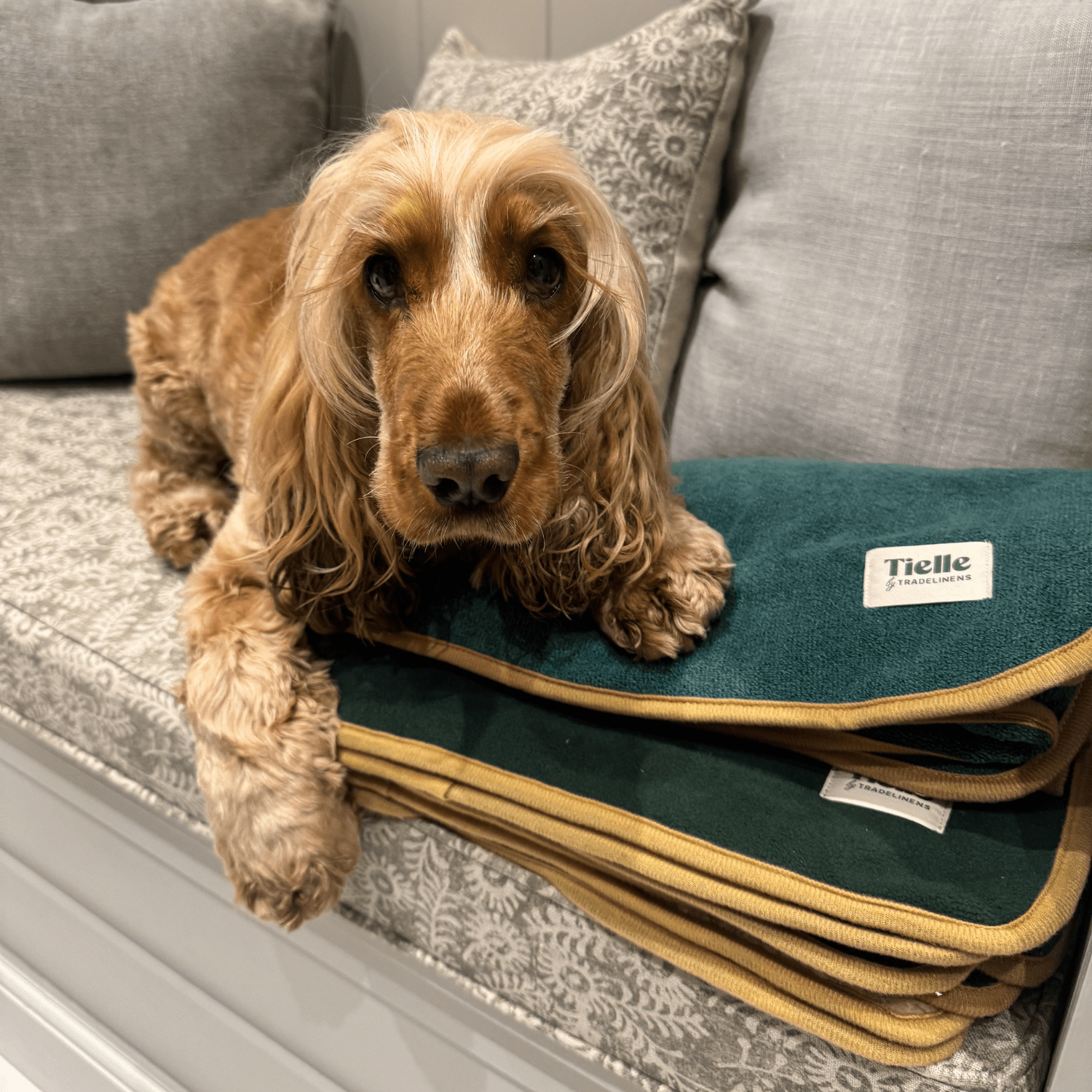 Forest Green Dog Bundle